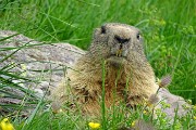 97 La marmotta scruta dalla porta di casa